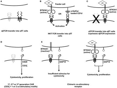 Engineering Approaches in Human Gamma Delta T Cells for Cancer Immunotherapy